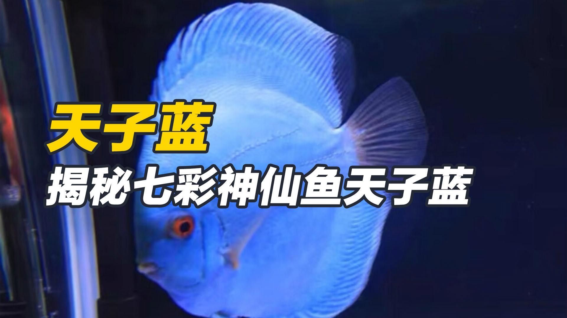 常見(jiàn)的藍(lán)色觀賞魚(yú)品種（常見(jiàn)的藍(lán)色觀賞魚(yú)品種介紹）