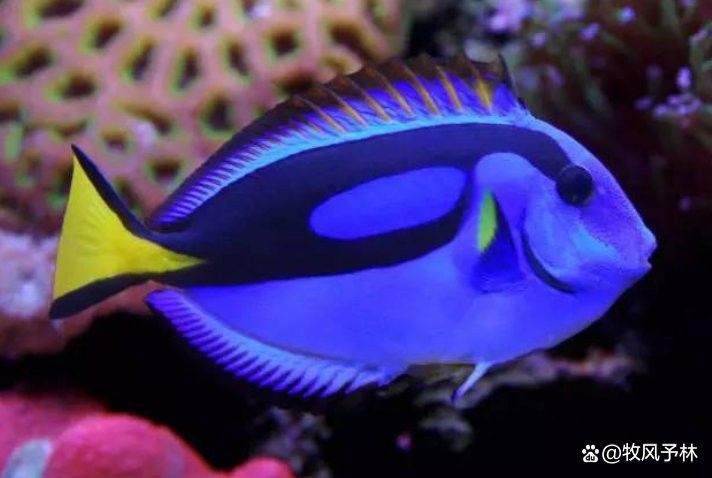 常見(jiàn)的藍(lán)色觀賞魚(yú)品種（常見(jiàn)的藍(lán)色觀賞魚(yú)品種介紹）