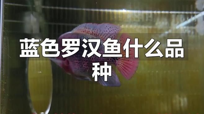 常見(jiàn)的藍(lán)色觀賞魚(yú)品種（常見(jiàn)的藍(lán)色觀賞魚(yú)品種介紹）