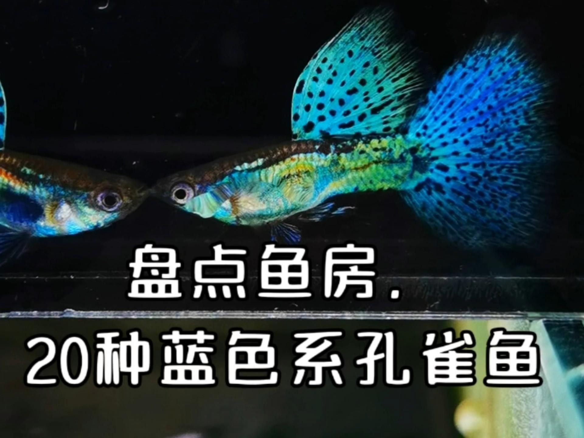 常見(jiàn)的藍(lán)色觀賞魚(yú)品種（常見(jiàn)的藍(lán)色觀賞魚(yú)品種介紹）