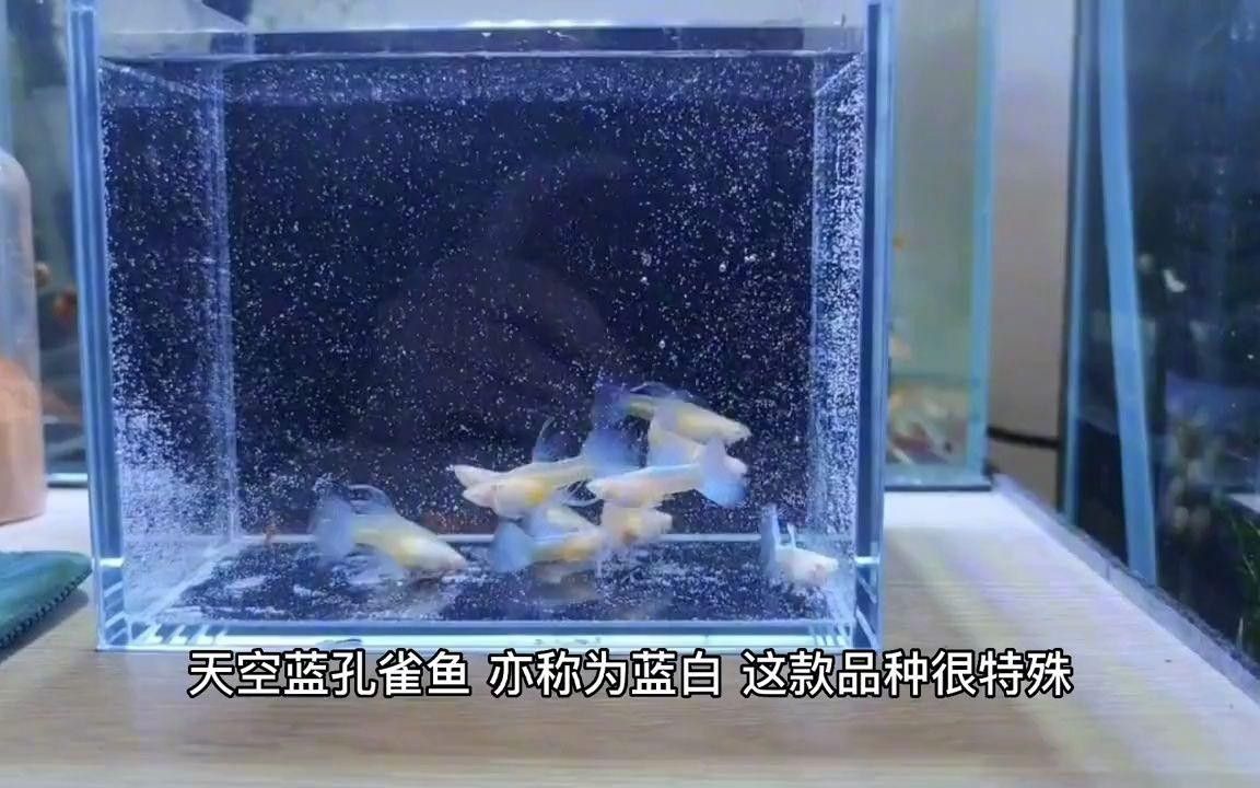 常見(jiàn)的藍(lán)色觀賞魚(yú)品種（常見(jiàn)的藍(lán)色觀賞魚(yú)品種介紹）