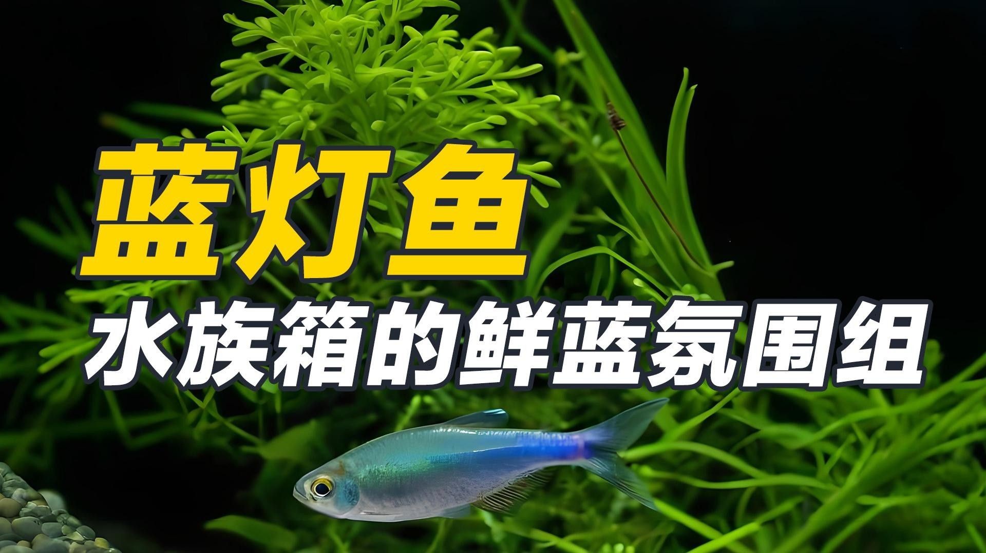 常見(jiàn)的藍(lán)色觀賞魚(yú)品種（常見(jiàn)的藍(lán)色觀賞魚(yú)品種介紹）