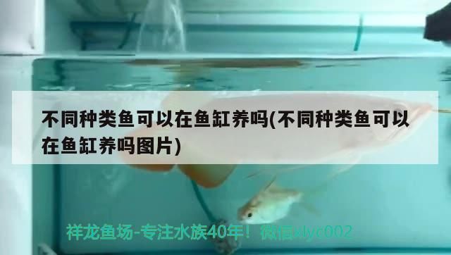 不同種類魚可以在魚缸養嗎(不同種類魚可以在魚缸養嗎圖片)（不同種類魚可以在魚缸養嗎）