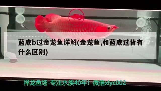 藍底b過金龍魚詳解(金龍魚,和藍底過背有什么區別)