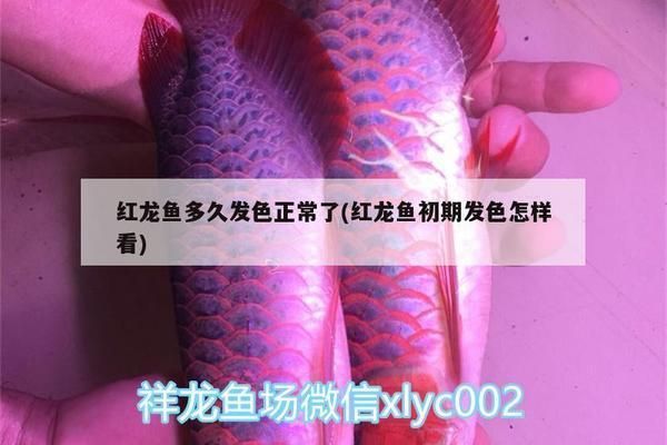 駐馬店魚缸批發市場：駐馬店魚缸批發市場(駐馬店魚缸批發市場在哪里