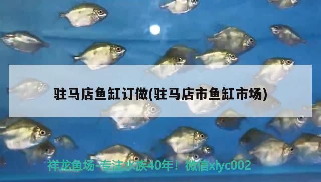 駐馬店魚缸批發市場：駐馬店魚缸批發市場(駐馬店魚缸批發市場在哪里