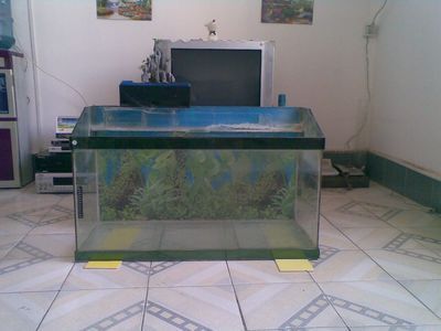 駐馬店魚缸批發市場：駐馬店魚缸批發市場(駐馬店魚缸批發市場在哪里