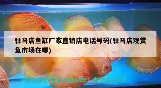 駐馬店魚缸批發市場：駐馬店魚缸批發市場(駐馬店魚缸批發市場在哪里