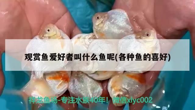 觀賞魚愛好者叫什么魚呢(各種魚的喜好)（十大最好養(yǎng)小型觀賞魚）