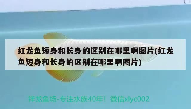 紅龍魚短身和長身的區別在哪里啊圖片(紅龍魚短身和長身的區別在哪里啊圖片)（紅龍魚短身和長身的區別）