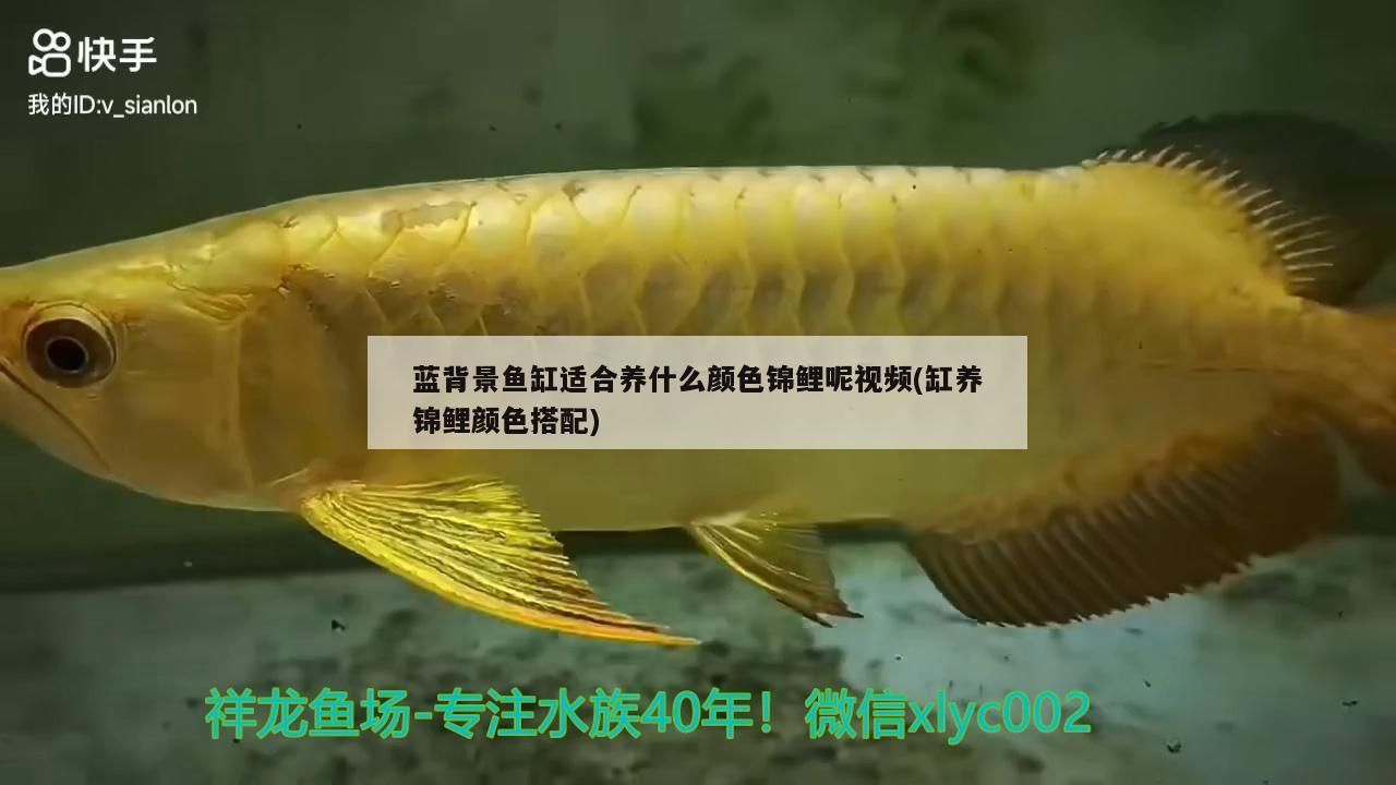 藍背景魚缸適合養什么顏色錦鯉呢視頻(缸養錦鯉顏色搭配)（藍背景魚缸適合養什么顏色的錦鯉呢視頻）