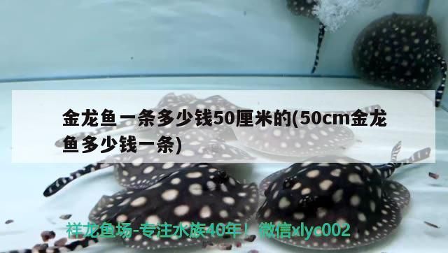 金龍魚一條多少錢50厘米的(50cm金龍魚多少錢一條)（金龍魚一條多少錢50厘米的）