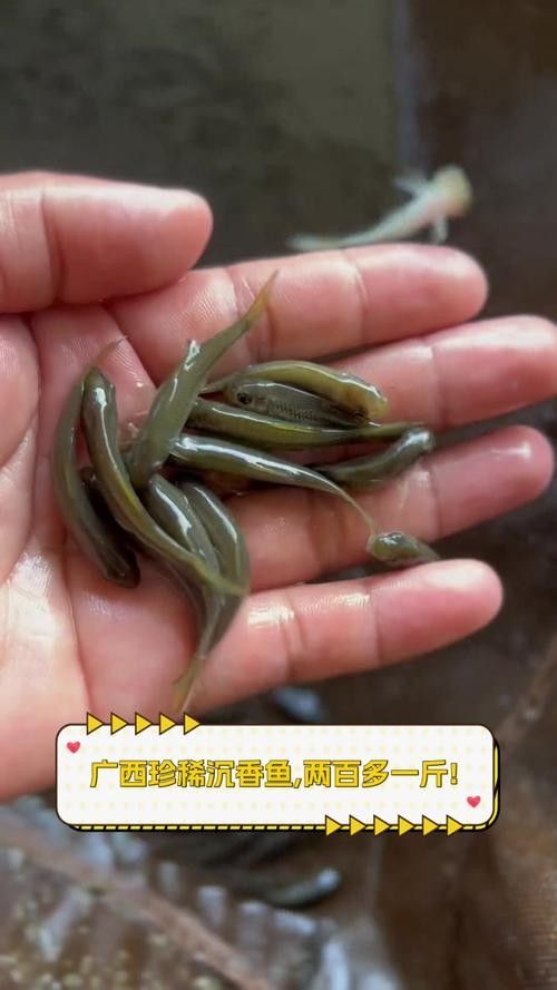 廣西沉香魚（廣西崇左獨有的沉香魚,拿來做魚生真是絕了,搞了四條保安閑炒）