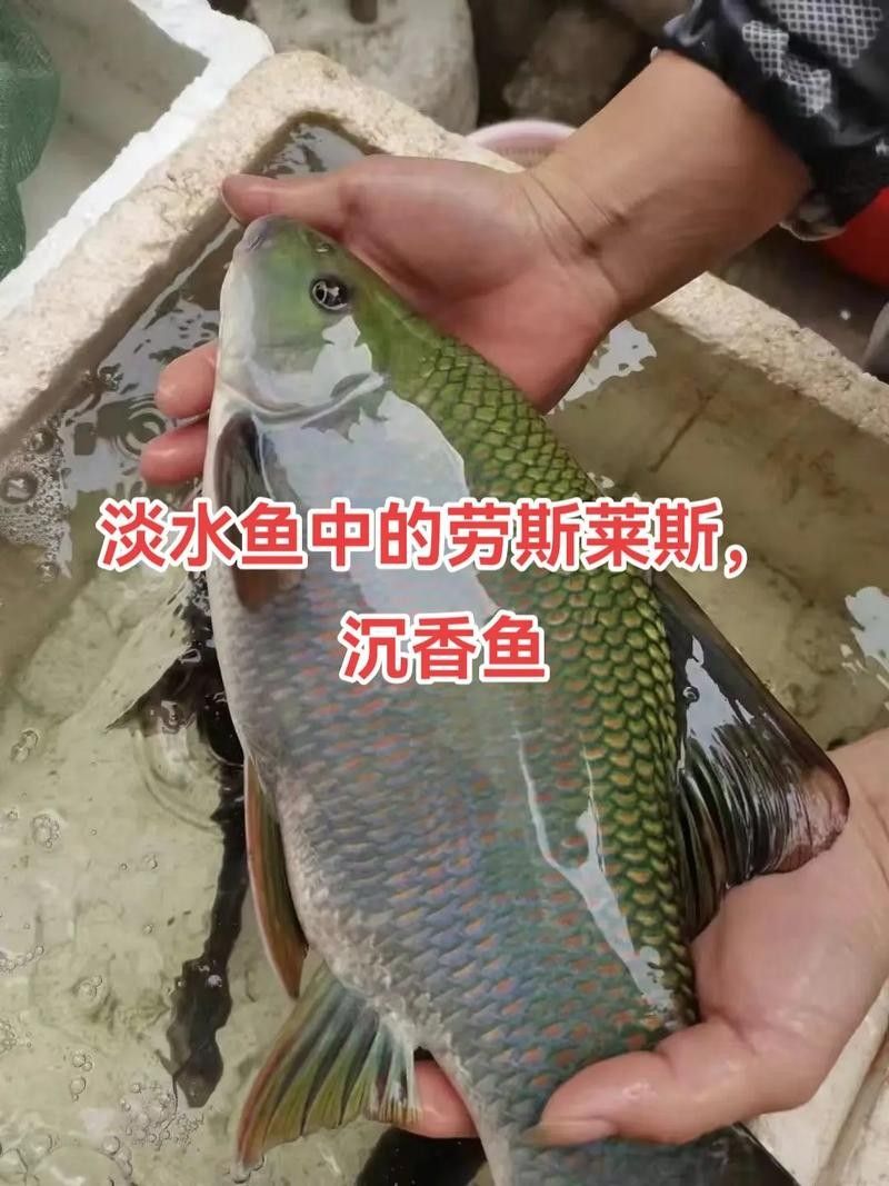 廣西沉香魚（廣西崇左獨有的沉香魚,拿來做魚生真是絕了,搞了四條保安閑炒）