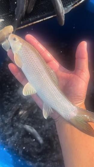 廣西沉香魚（廣西崇左獨有的沉香魚,拿來做魚生真是絕了,搞了四條保安閑炒）