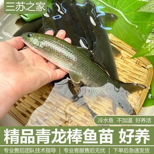 廣西沉香魚（廣西崇左獨有的沉香魚,拿來做魚生真是絕了,搞了四條保安閑炒）