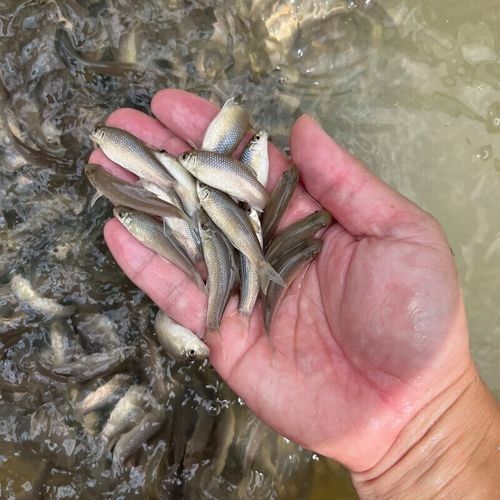 廣西沉香魚（廣西崇左獨有的沉香魚,拿來做魚生真是絕了,搞了四條保安閑炒）