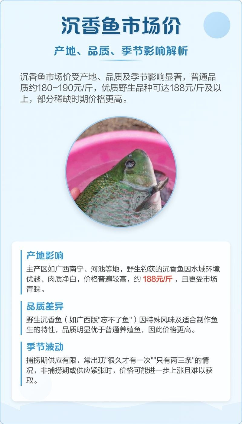 廣西沉香魚（廣西崇左獨有的沉香魚,拿來做魚生真是絕了,搞了四條保安閑炒）