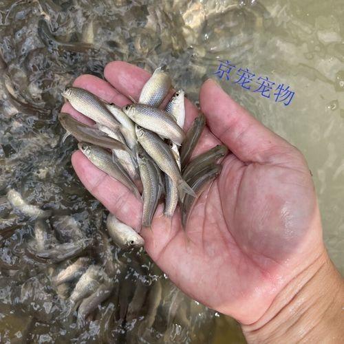 廣西沉香魚（廣西崇左獨有的沉香魚,拿來做魚生真是絕了,搞了四條保安閑炒）