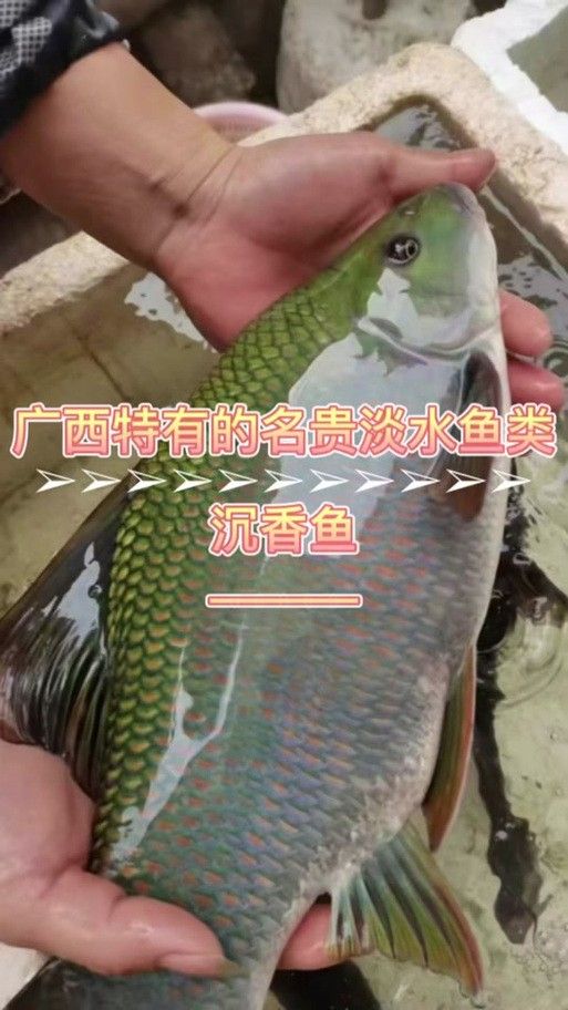 廣西沉香魚（廣西崇左獨有的沉香魚,拿來做魚生真是絕了,搞了四條保安閑炒）