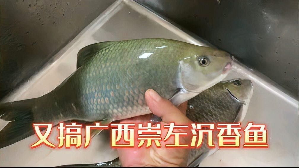 廣西沉香魚（廣西崇左獨有的沉香魚,拿來做魚生真是絕了,搞了四條保安閑炒）