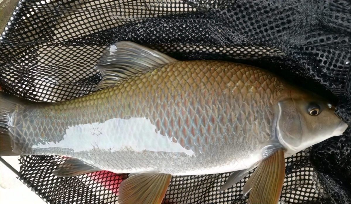 紅龍魚喂什么小魚好養(yǎng)（關(guān)于紅龍魚的問題）