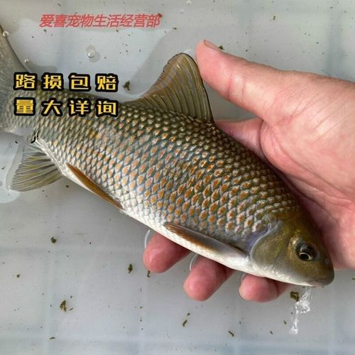 廣西沉香魚（廣西崇左獨有的沉香魚,拿來做魚生真是絕了,搞了四條保安閑炒）