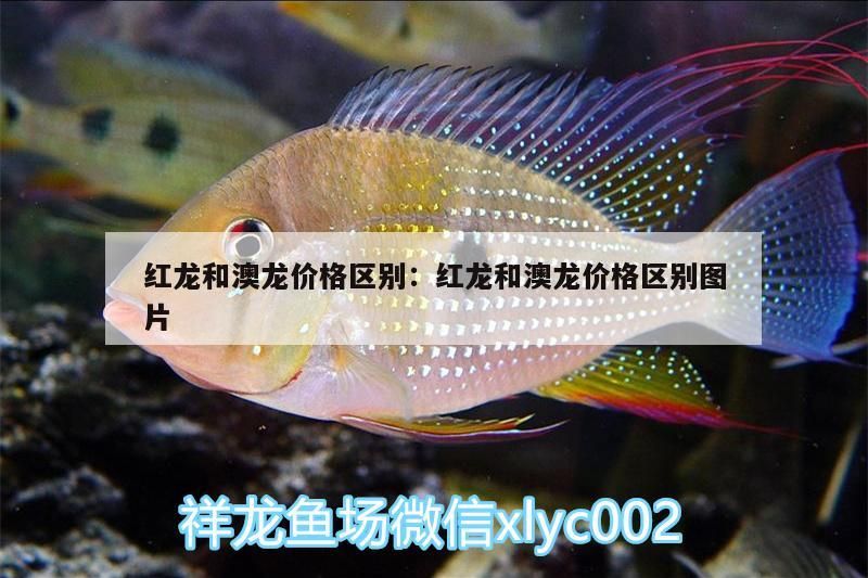 紅龍和澳龍價(jià)格區(qū)別:紅龍和澳龍價(jià)格區(qū)別圖片（紅龍和澳龍價(jià)格區(qū)別）