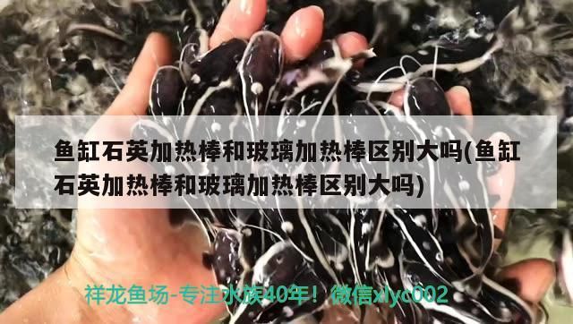 魚缸石英加熱棒和玻璃加熱棒區(qū)別大嗎(魚缸石英加熱棒和玻璃加熱棒區(qū)別大嗎)（魚缸石英加熱棒和玻璃加熱棒區(qū)別大嗎）