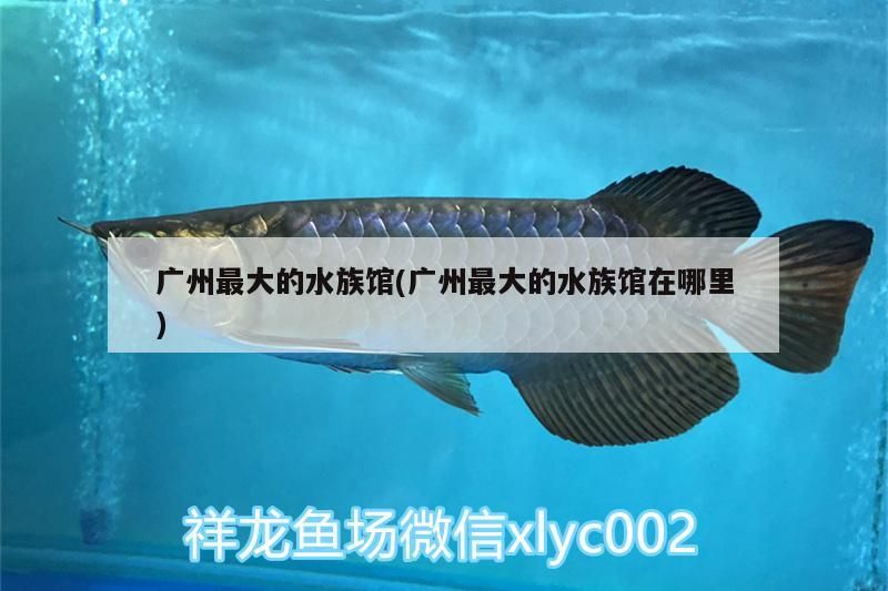 廣州最大的水族館(廣州最大的水族館在哪里)（廣東最大的海洋館是在哪里，廣東最大的水族館在哪里）