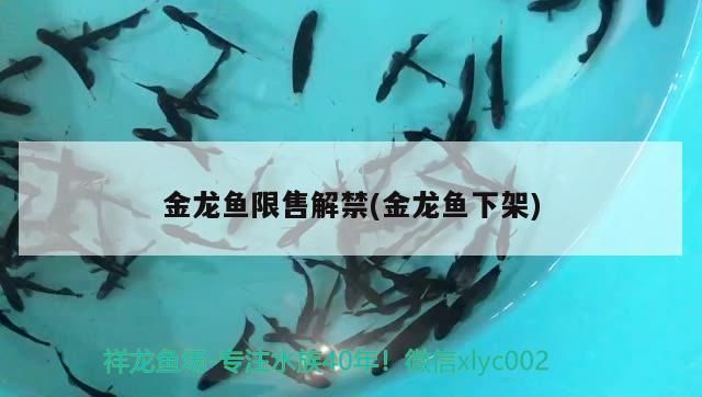 什么樣的魚缸養鯊魚可以長大（什么樣的魚缸養鯊魚可以長大一點）（什么樣的魚缸養鯊魚可以進行家養，皺唇鯊可以進行家養）