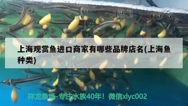 上海觀賞魚進(jìn)口商家有哪些品牌店名(上海魚種類)（上海花鳥市場分布）