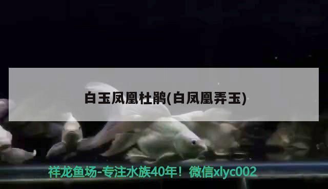<strong><mark>白玉</mark></strong>鳳凰杜鵑(白鳳凰弄玉)（<strong><mark>白玉</mark></strong>鳳凰杜鵑）