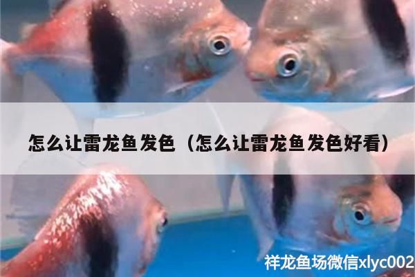 怎么讓雷龍魚發色（怎么讓雷龍魚發色好看）（如何讓雷龍魚發色）