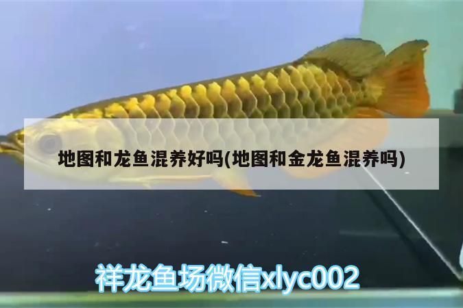 地圖和龍魚混養(yǎng)好嗎(地圖和金龍魚混養(yǎng)嗎)（地圖和金龍魚混養(yǎng)好嗎） 地圖和龍魚混養(yǎng)好嗎(地圖和金龍魚混養(yǎng)嗎)（地圖和金龍魚混養(yǎng)好嗎） 觀賞魚百科