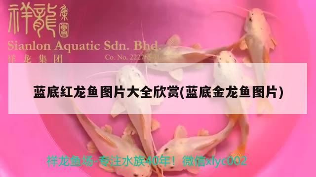 藍底紅龍魚圖片大全欣賞(藍底金龍魚圖片)（藍底紅龍魚圖片大全）