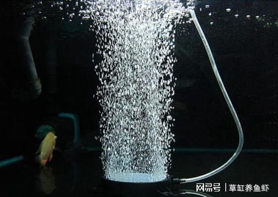 龍魚白天趴缸（龍魚白天趴缸,晚上正常是怎么回事?）（龍魚白天趴缸是怎么回事）