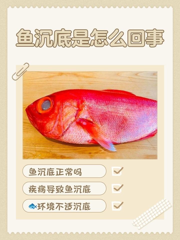 龍魚下沉缸底原因（龍魚下沉缸底可能是由多種因素引起的） 龍魚下沉缸底原因（龍魚下沉缸底可能是由多種因素引起的） 觀賞魚百科 第6張