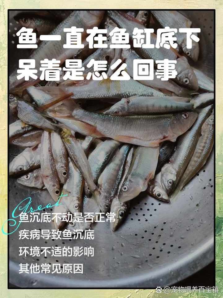 龍魚下沉缸底原因（龍魚下沉缸底可能是由多種因素引起的） 龍魚下沉缸底原因（龍魚下沉缸底可能是由多種因素引起的） 觀賞魚百科 第3張