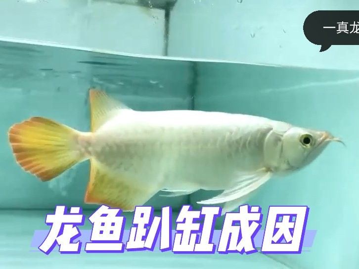 龍魚下沉缸底原因（龍魚下沉缸底可能是由多種因素引起的） 龍魚下沉缸底原因（龍魚下沉缸底可能是由多種因素引起的） 觀賞魚百科 第5張