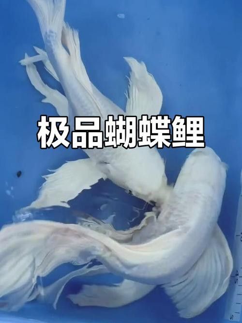 蝴蝶鯉百科品牌（5年老手實測推薦6款鄉村小唐聽,蝴蝶鯉的壽命有多長） 蝴蝶鯉百科品牌（5年老手實測推薦6款鄉村小唐聽,蝴蝶鯉的壽命有多長） 觀賞魚百科 第6張