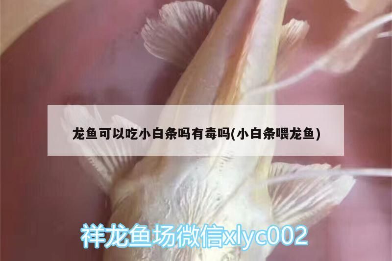 龍魚(yú)可以吃小白條嗎有毒嗎(小白條喂龍魚(yú))（龍魚(yú)可以吃小白條嗎） 龍魚(yú)可以吃小白條嗎有毒嗎(小白條喂龍魚(yú))（龍魚(yú)可以吃小白條嗎） 觀賞魚(yú)百科