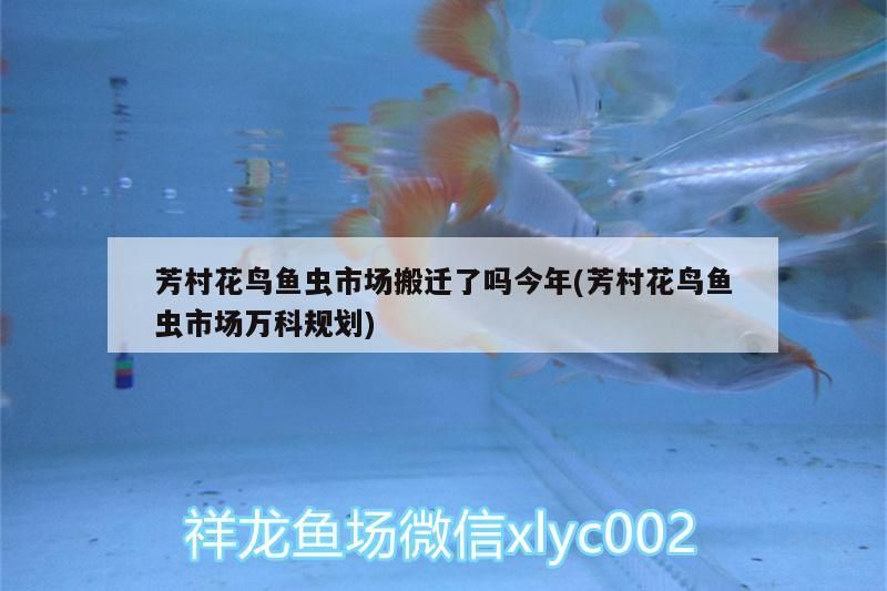 芳村花鳥魚蟲市場(chǎng)搬遷了嗎今年(芳村花鳥魚蟲市場(chǎng)萬(wàn)科規(guī)劃)（廣州芳村花鳥魚蟲市場(chǎng)已經(jīng)搬到了廣佛線菊樹站）