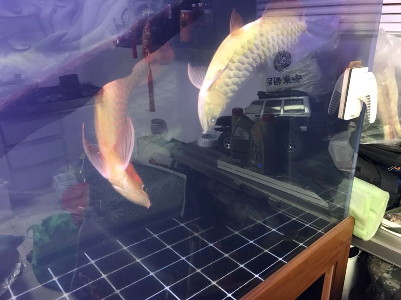 加熱棒壞了，兩條魚嚴重失衡?。。ū本├蠈幵u論：龍魚的生命力是頑強的，我認為不能放棄）