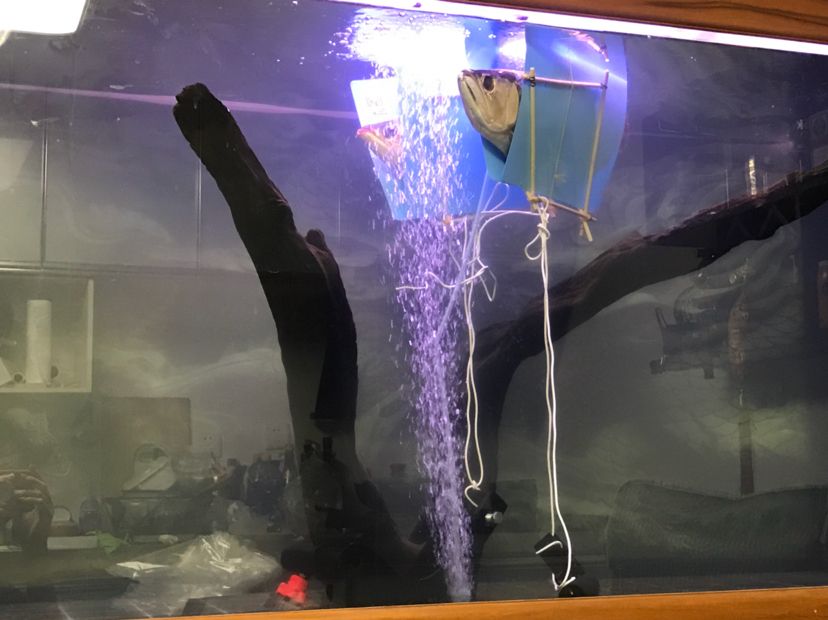 加熱棒壞了，兩條魚嚴重失衡！！（北京老寧評論：龍魚的生命力是頑強的，我認為不能放棄）