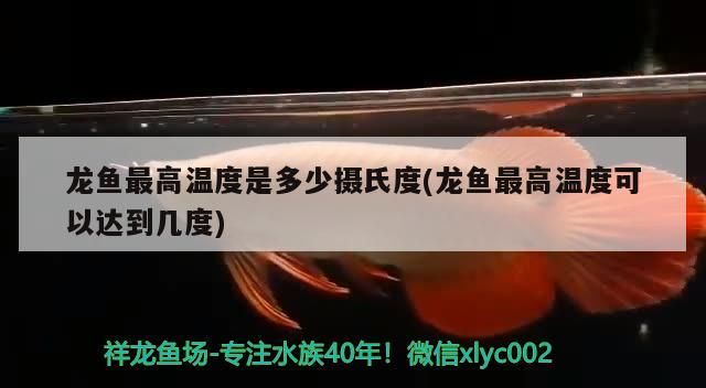 龍魚最高溫度是多少攝氏度(龍魚最高溫度可以達到幾度)（龍魚最高溫度是多少攝氏度）