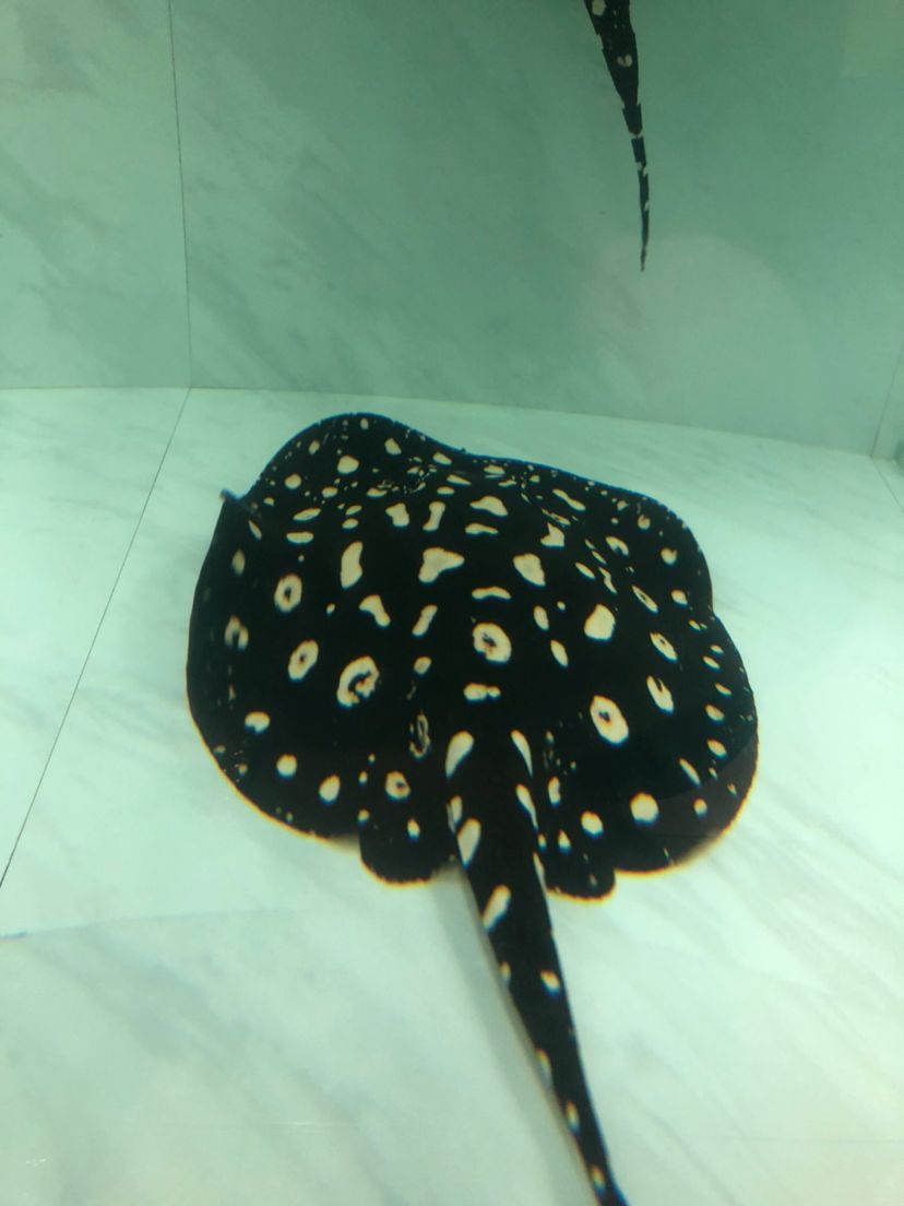 泰安觀賞魚(yú)市場(chǎng)圖片1種母圖2種公后面是這胎生的一公（泰安觀賞魚(yú)市場(chǎng)圖片）