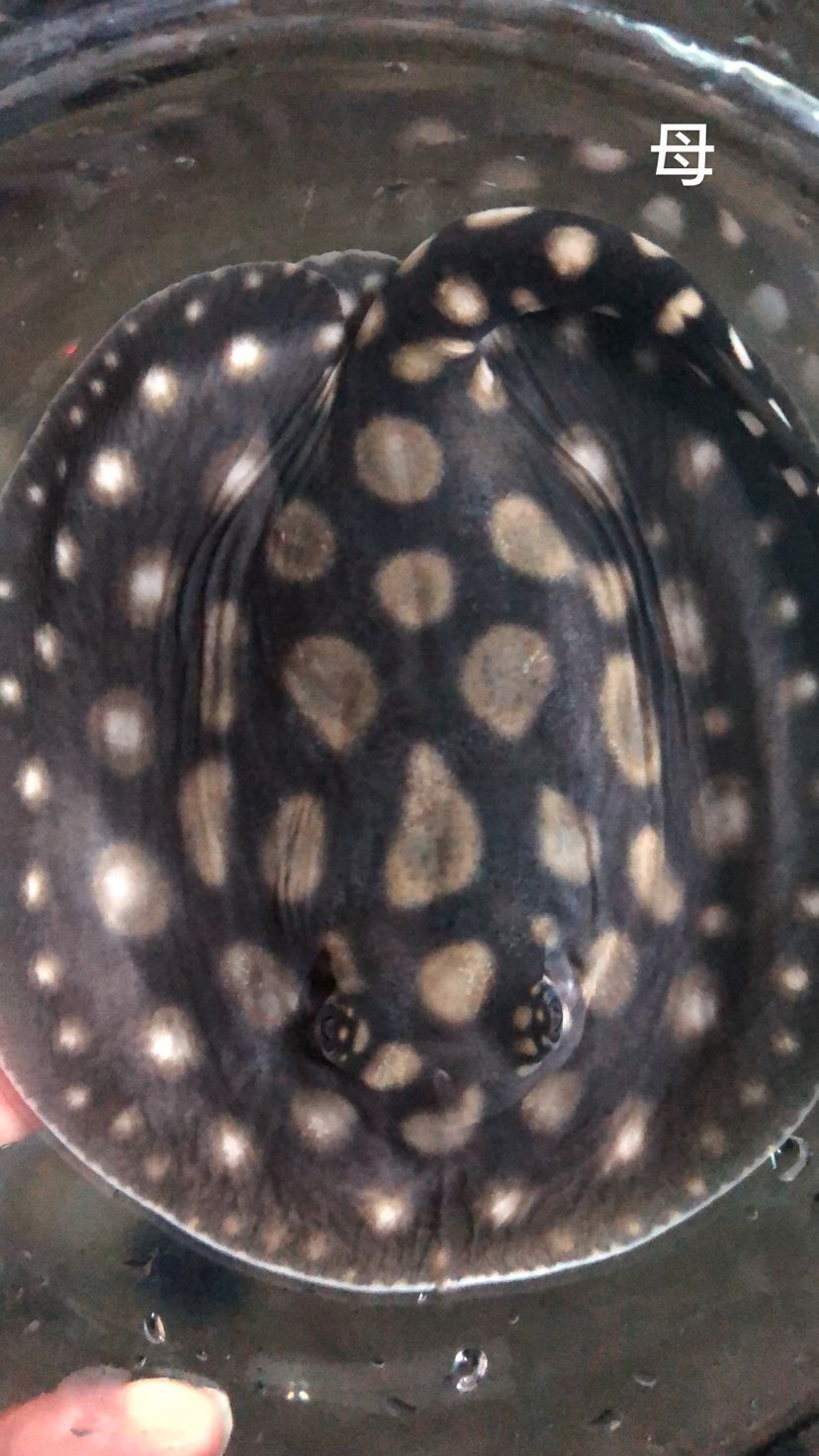 龍魚霉菌的中成藥推薦：具有清熱解毒、消腫止痛的功效，龍魚霉菌中成藥推薦