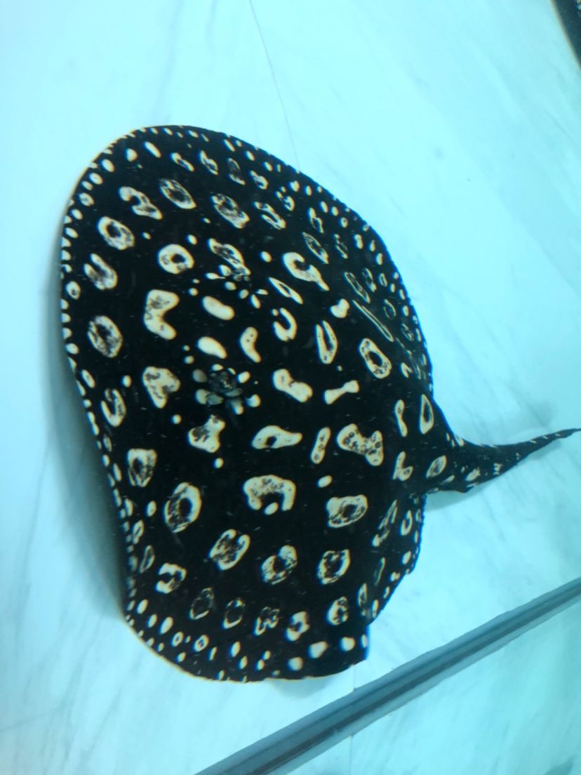 泰安觀賞魚(yú)市場(chǎng)圖片1種母圖2種公后面是這胎生的一公（泰安觀賞魚(yú)市場(chǎng)圖片）
