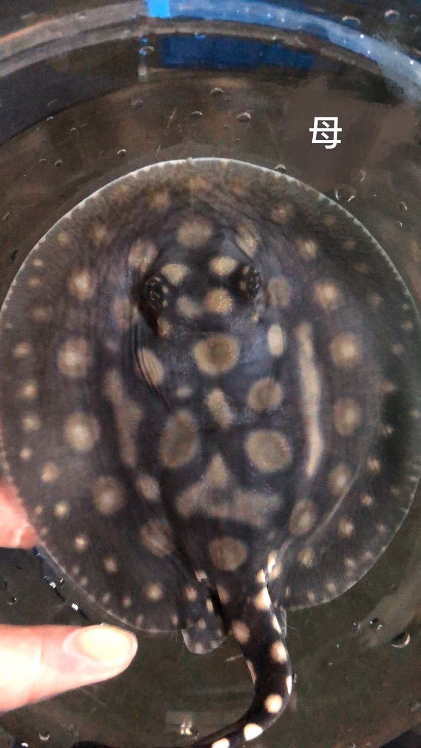 泰安觀賞魚市場(chǎng)圖片1種母圖2種公后面是這胎生的一公（泰安觀賞魚市場(chǎng)圖片）